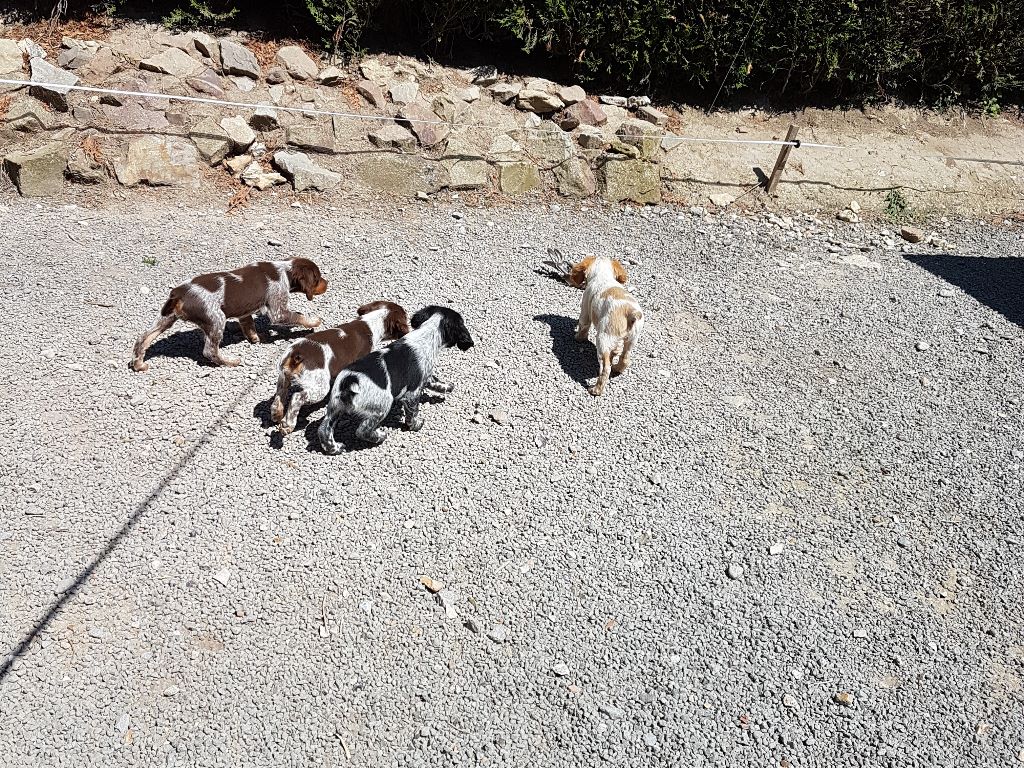 Chiots