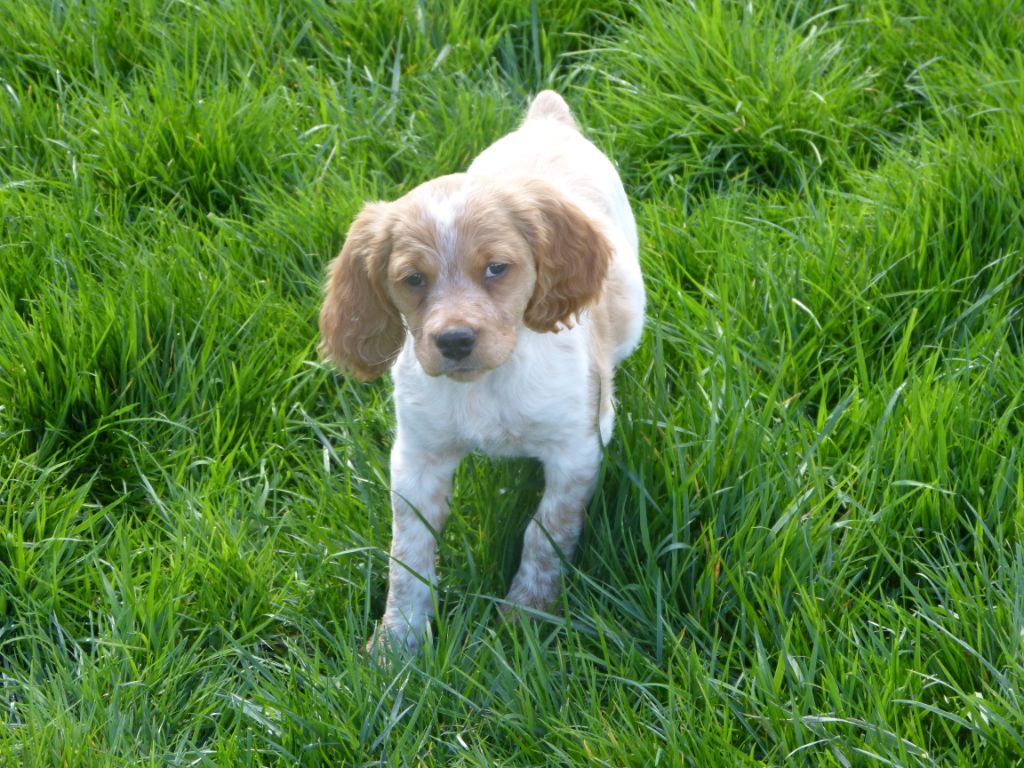 De La Chapelle D'Enjy - Epagneul Breton - Portée née le 08/01/2020
