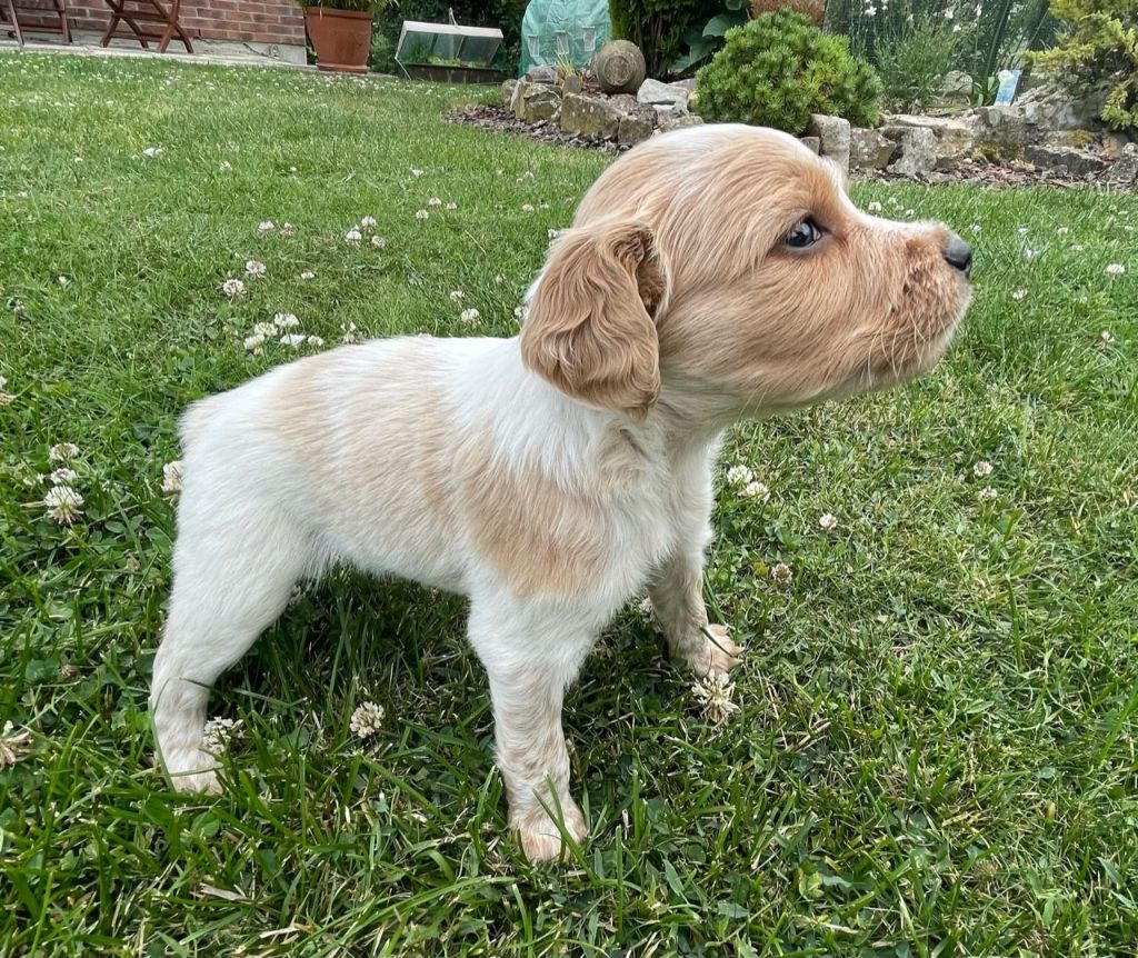 De La Chapelle D'Enjy - Chiots disponibles - Epagneul Breton